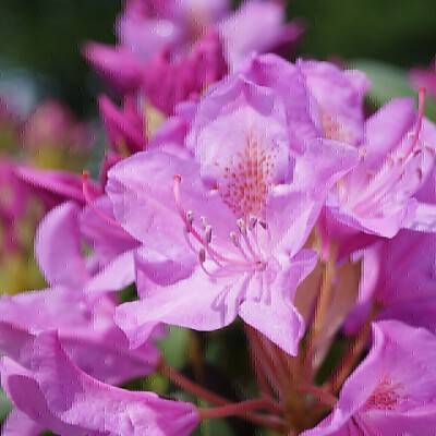 Rhododendron Roseum Elegans_01